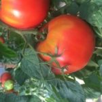 Profile picture of LadyPucca