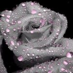 Profile picture of Dragonfly