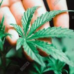 Profile picture of MarijuanaInves1